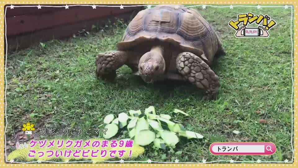 まっちゃくん カズモリチャン りこかこママ Saga Plus サガプラス